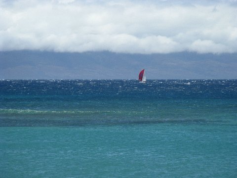 Photo of Pyreneenne at the finish, courtesy of Angela Themes.